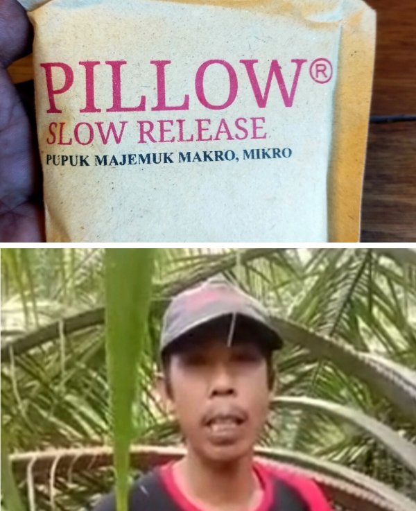Pupuk Pillow Slow Release Viral, Syamsuri: Lahan Subur Petani Makmur Pupuk Pillow Slow Release Viral, Syamsuri: Lahan Subur Petani Makmur