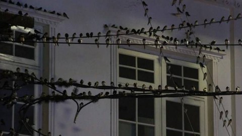 Layang-Layang Asia, Burung Migran di Yogya yang Asalnya Masih Misterius