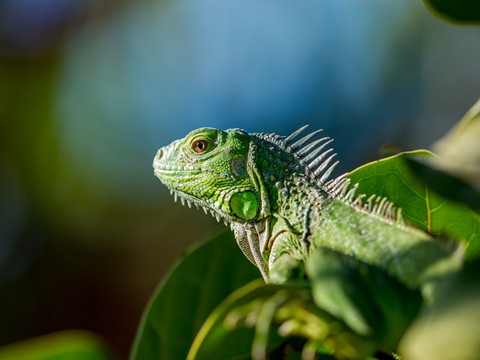 Jawaban TTS: Kadal yang Hidup di Amerika Tengah dan Selatan