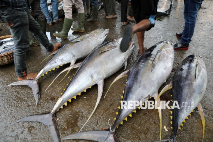 ilustrasi-ikan-tuna-ikan-tuna-raksasa-sebesar-sepeda-motor_250106213754-545.jpg