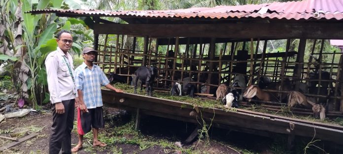 Apical Tegaskan Komitmen Pendampingan untuk Kembangkan Budidaya Ternak di Dumai-2