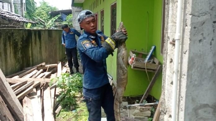 pemadam-kebakaran-kota-bogor-menangkap-biawak-di-halaman-rumah_211031123618-470.jpg